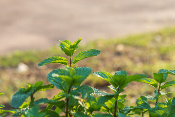 Mint plants grow at the vegetable garden.