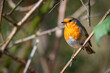 Robin Bird perched in the sun