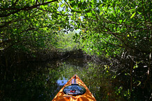 Kayaking Mangrove Tunnels Of Turner River In Big Cypress National Preserve, Florida On Clear Cool Winter Morning.