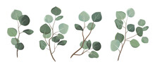 Vector Designer Elements Set Collection Green Eucalyptus Leaves. Decorative Beauty Elegant Illustration For Design Leaf In Watercolor Style.