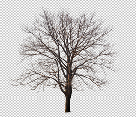 Wall Mural - Tree without leaf on transparent background picture with clippings, leafless tree or death tree cut out from original background and selected for easy and fast use