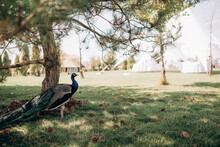 Male Peacock Walking In The Park