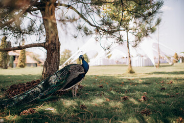 male peacock walking in the park