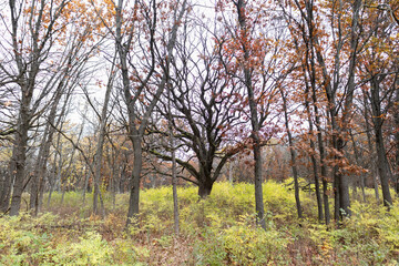 Wall Mural - Bare Trees at Waterfall Glen Forest Preserve in Lemont Illinois during Autumn