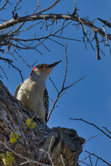 Poster - Red-bellied woodpecker. Melanerpes carolinus