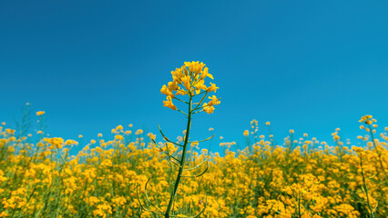 Fotomurales - Rapeseed canola oilseed rape yellow flowers in cultivated field