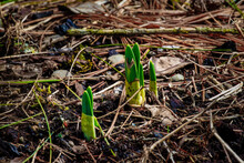 Daffodils Breaking Through The Ground To Start Another Season's Growth.  Spring Brings New Growth To The Daffodils In Our Garden In Upstate NY.