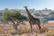 Southern Giraffe (Giraffa camelopardalis angolensis) with acacia tree in the Kalahari desert, Namibia
