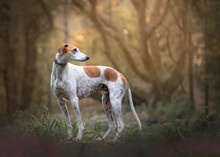 Lurcher In Woodland And Sunset
