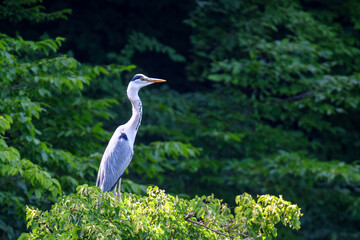 Wall Mural - Grey heron on the tree. Wild wading bird with long legs and beak