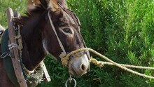 Mule Harnessed To Wagon Is Waiting For Its Owner To Start Working, Transporting Goods, Commodities, Agricultural Materials, Supplies