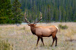 bull elk standing with head turned away in jasper national park