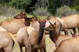 Fototapeta  - herd of female elk standing around