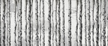 
Art Painted Birch Trees On A Textured Background Drawing In Light And Dark Colors Photo Wallpaper For The Interior