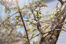 Buds Ready To Bloom Into Flowers On A Fruit Tree Branch In The Garden In Early Spring, Blurred Natural Background
