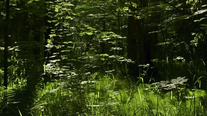 Wall Mural - Summer forest landscape with deciduous trees and bright sun illuminating the vibrant green foliage, 4k