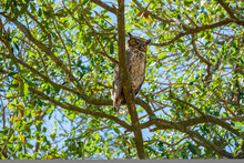 Adult Great Horned Owl Perched High Up In A Tree In Audubon Park, New Orleans, LA, USA