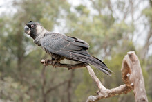 This Is A Side View Of A Bush Stone CurlewCarnaby's Black Cockatoo