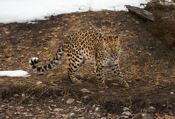 Poster - Amur Leopard