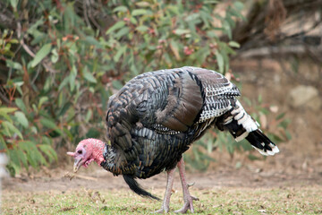 Wall Mural - the wild American turkey has a red head and neck black body with white stripes on its tail