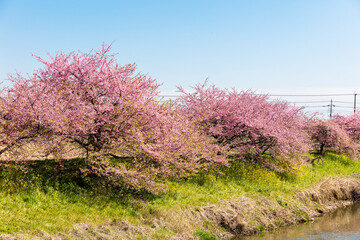 Wall Mural - 青毛堀川の河津桜