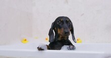 Cute Dachshund Puppy Takes Bath With Relaxing Soap Bubbles. Dog Is Sitting In Hot Tub With Paws Covered With Foam On Side Of Tub. On The Other Side Of Tub, Behind Pet Ducks Are Scattered
