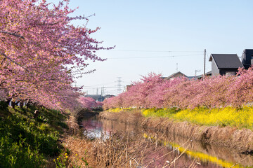 Wall Mural - 青毛堀川の河津桜