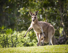 Large Joey Climbing Into Mother Kangaroo's Pouch