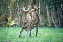 Male Kangaroos Fight Each Other For Dominance
