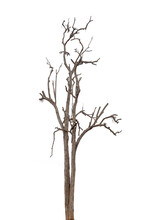 Isolated Death Tree On White Background With Clipping Path