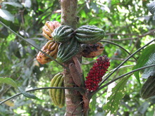 Cacao Tree With Fruits And An Epiphyte Plant