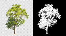 Tree On Transparent Picture Background With Clipping Path, Single Tree With Clipping Path And Alpha Channel