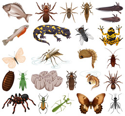 Poster - Different kinds of insects and animals on white background