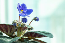 Blue African Violet Flower And Buds