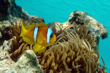 Wall Mural - Red sea clown fish -  Amphiprion bicinctus