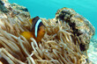 Red sea clown fish  - Amphiprion bicinctus,