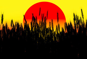 Wall Mural - A illustration of sunset over the silhouettes wheat field abstract isolated on yellow background