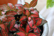 Very pretty red veined fittonia plant.