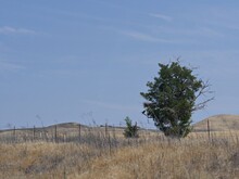 Solitary Young Tree In A Fenced Area Along Highway 46, California.