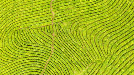 Wall Mural - Aerial view shot from drone of green tea plantation, Top view aerial photo from flying drone of a tea plantation