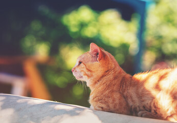 Wall Mural - Portrait of a cat lying in a summer garden