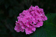 Bright flowering hydrangea buds in the park in the spring.