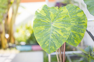 Wall Mural - colocasia lemon lime gecko plant