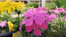 Close Up Of Two Drummond's Pink Creeping Phlox Flowers