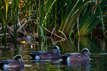 a group of mallards in tucson, arizona