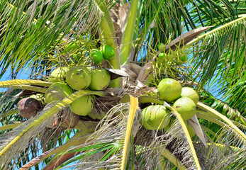 Group of fresh coconut on tree, Agriculture