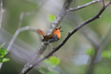Poster - Japanese robin (Luscinia akahige) male in Japan