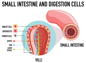 Canvas Print - Diagram showing small intestine and digestion cell