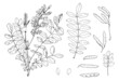 acacia is a flowering twig with leaves. set of hand-drawn sketch-style isolated outline of acacia tree branches with leaves and flowers, black seed pods line on white for design template