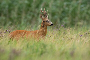 Wall Mural - Roe deer, capreolus capreolus, with fibropapilomatosis standing on meadow in summer. Roebuck with tumor looking in long grass. Antlered mammal with disease watching on pasture.